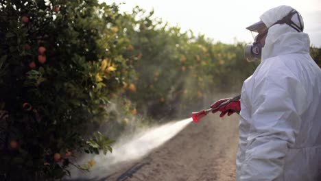 farmer spray insecticide, pesticide, pesticides or insecticides spraying on lemon trees agricultural field in spain