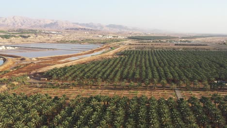 Hectáreas-De-Palmeras-Datileras-Verdes-Del-Valle-Del-Río-Jordan,-Tiro-Aéreo