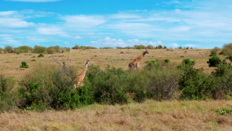 dos jirafas se paran entre los arbustos de acacia en un parque de vida silvestre en kenia