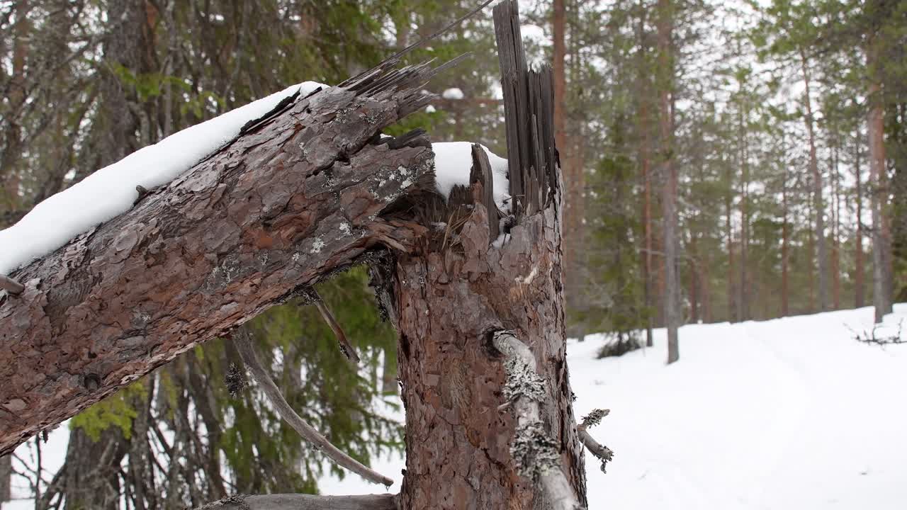Pine trunk are brake off couple years ago