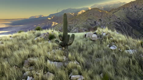 Footage-from-a-drone-hovering-above-the-Sonoran-Desert