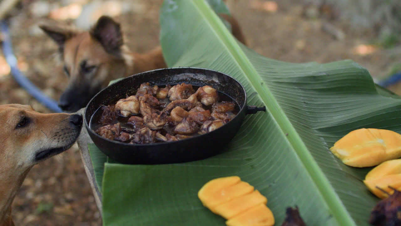Curious dogs attempt to grab a bite of adobo on a boodle fight in Siargao.