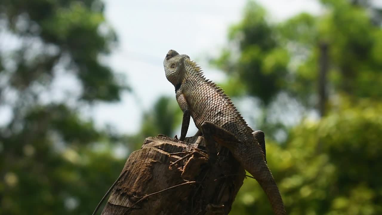 lagarto en un país tropical en un árbol cortado