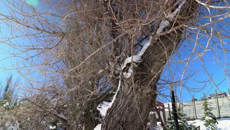 Truck-left-of-leafless-and-completely-dry-branches-in-a-winter-with-clear-skies-and-sunshine,-Farellones,-Chile