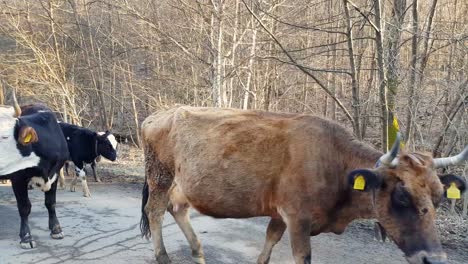 herd of cows roaming on rural road - close up panning