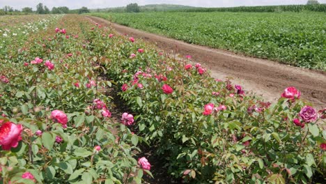 breeding farm for roses. breeding roses