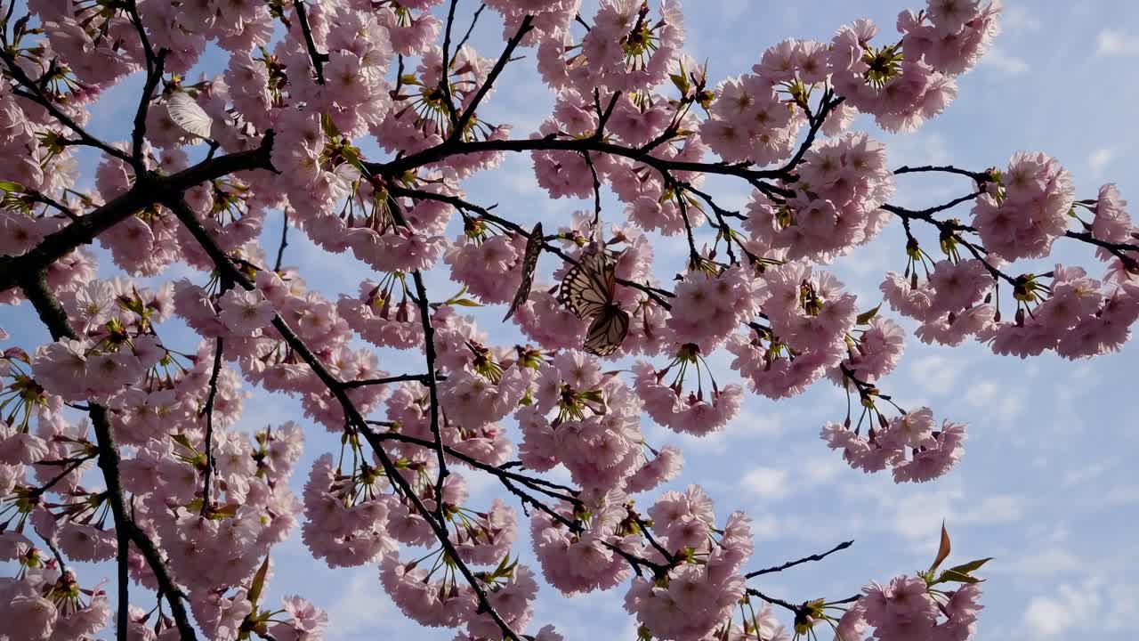 Video con angolazione verso l'alto di fiori di ciliegio contro un cielo azzurro, che cattura serene atmosfere primaverili