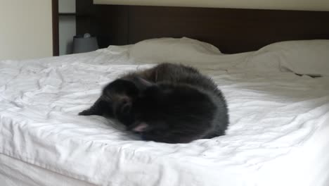maine coon black cat lying on bed