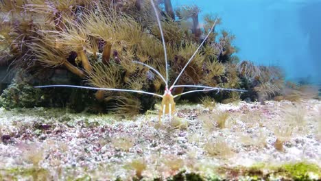 red white banded cleaner shrimp swimming in fish tank