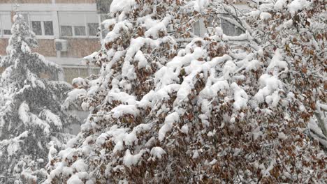 snowfall in city, snowdrops trees and buildings