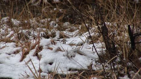 Schnee-Fällt-Auf-Verfallende-Bodendecker