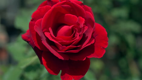 rose in a rose garden filmed close up