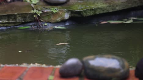 rain falling in garden pond, half speed slow motion