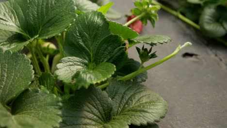 ripe strawberries in the farm 4k