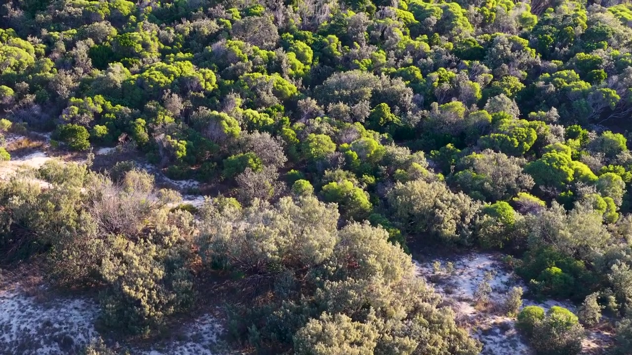 Riprese con drone che sorvolano fitta vegetazione verde e chiazze di sabbia sull'isola di South Stradbroke, Australia
