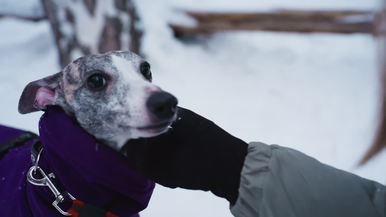 Greyhound in purple coat receives gentle chin scratch from gloved hand during winter walk in snowy forest, red leash clipped to harness, dog looks upward with calm trusting expression under soft natural light