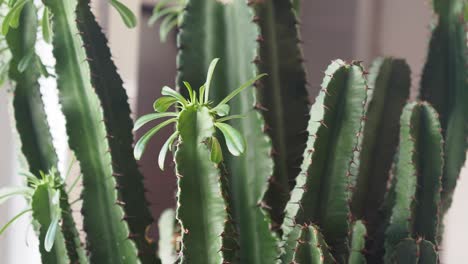 primer plano de una planta de cactus euphorbia
