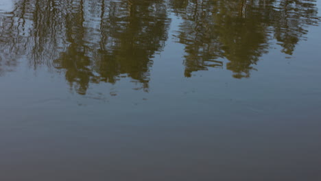 lake in the nature