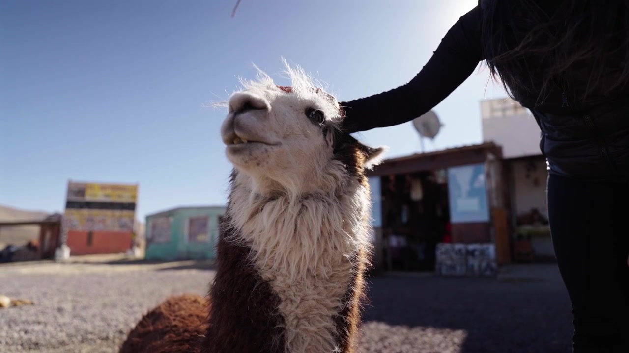 Donna accarezza dolcemente un lama addomesticato a El Infiernillo a Tafí del Valle, Tucumán, Argentina, accanto a una sosta stradale nelle Ande alte, primo piano a livello del suolo con profondità di campo ridotta