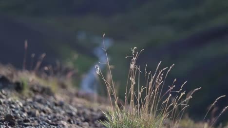 Close-up-of-grass-growing-on-lava-rocks-in-Iceland-with-a-river-in-the-background