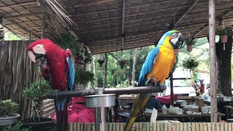 a couple of cute and colorful macaws.