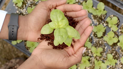 holding young plant, person nurturing hydroponic vegetable in hands at farm