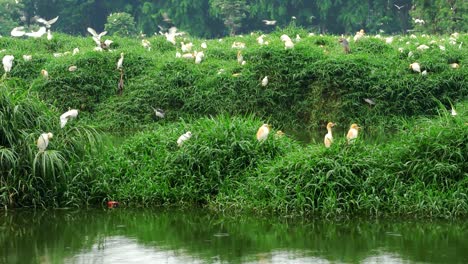 large colonies of white flamingos