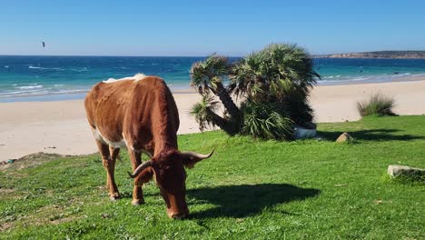 Eine-Kuh-Am-Wunderschönen-Strand-Von-Bolonia-In-Der-Nähe-Von-Tarifa