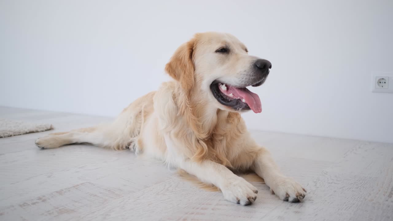 가운 바닥에 누워있는 골든 리트리버