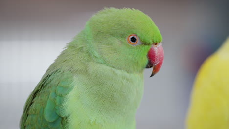 green ring-necked parakeet perched in osan birds park - head close-up