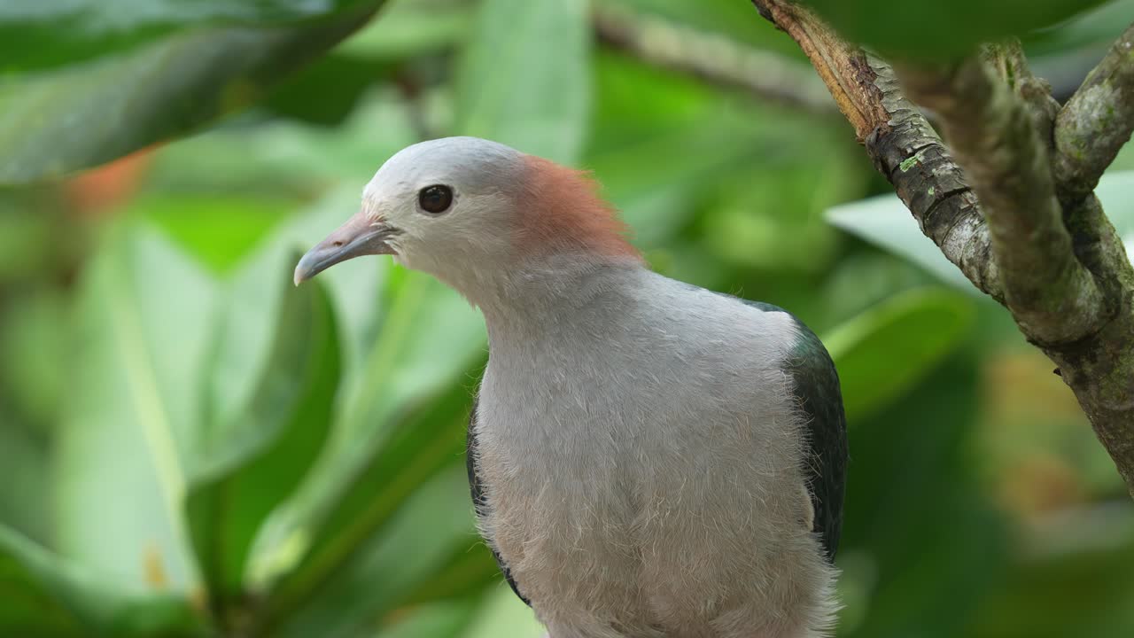 Green imperial pigeon, ducula aenea perching on tree branch, roosting under canopy, curiously wondering around its surrounding environment, close up shot