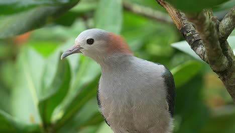 green imperial pigeon, ducula aenea perching on tree branch, roosting under canopy, curiously wondering around its surrounding environment, close up shot