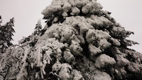 dense and heavy white snow layer on conifer tree branches, overcast winter day