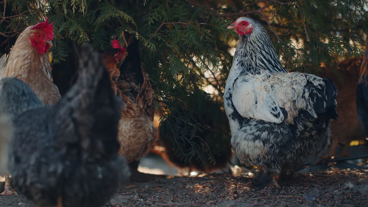 Many domestic chickens and roosters relaxing walking on free range farm near tree on home eco farm