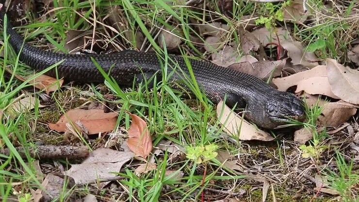 Una lucertola King Skink seduta tra l'erba e le foglie mentre si scalda.