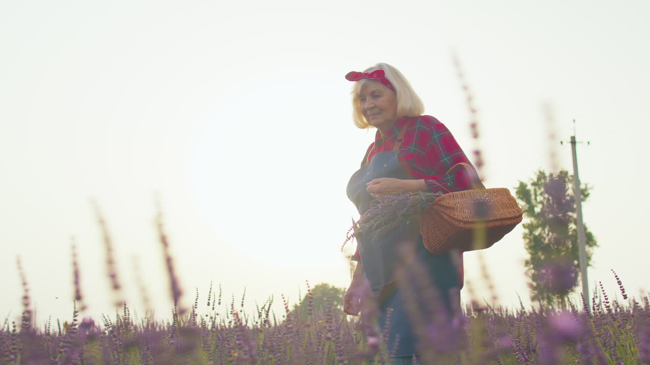 Anziana donna nonna contadina che coltiva piante di lavanda in un campo di erbe aromatiche, attività per la pensione