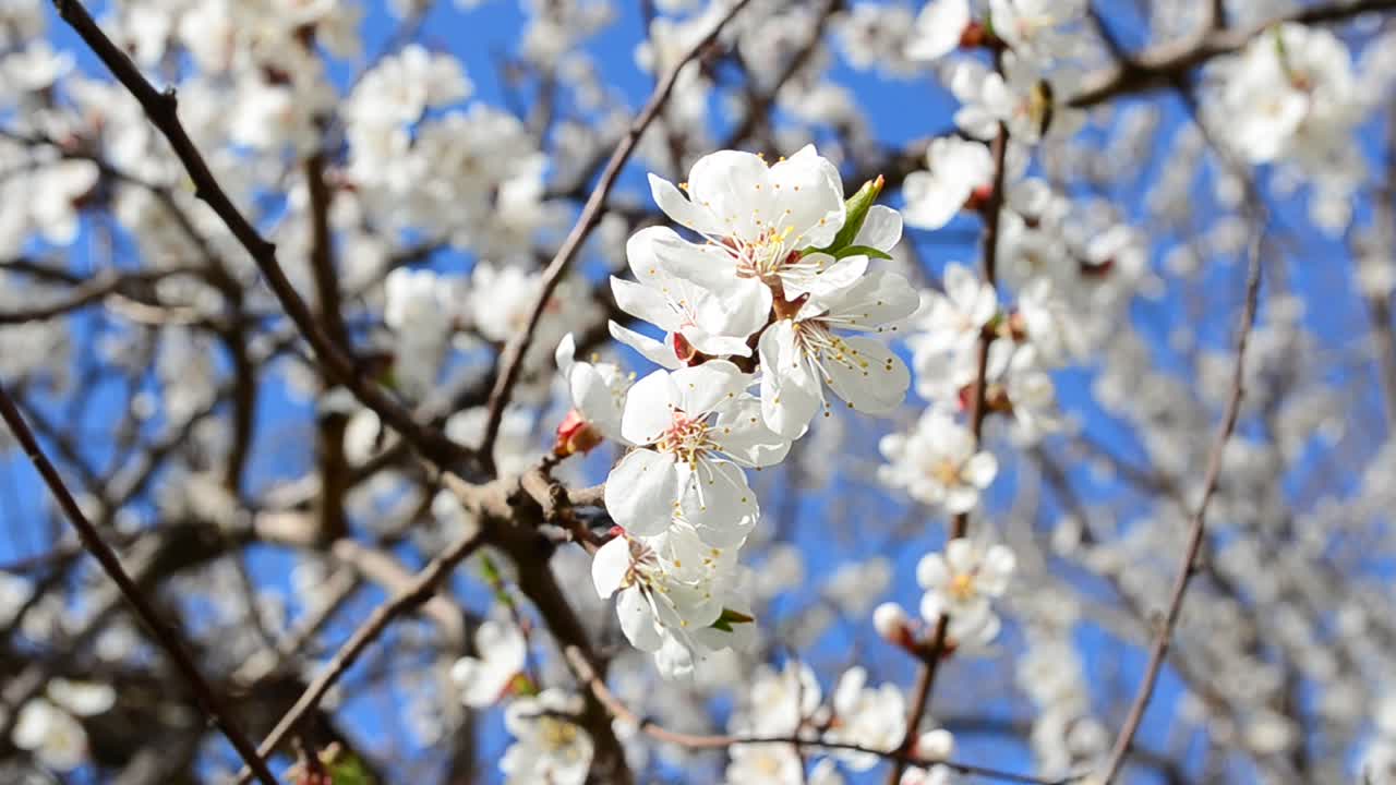 Fiori su un albero di albicocco. Riprese in primavera.