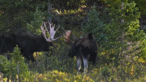 three bull moose eating in a meadow of willows