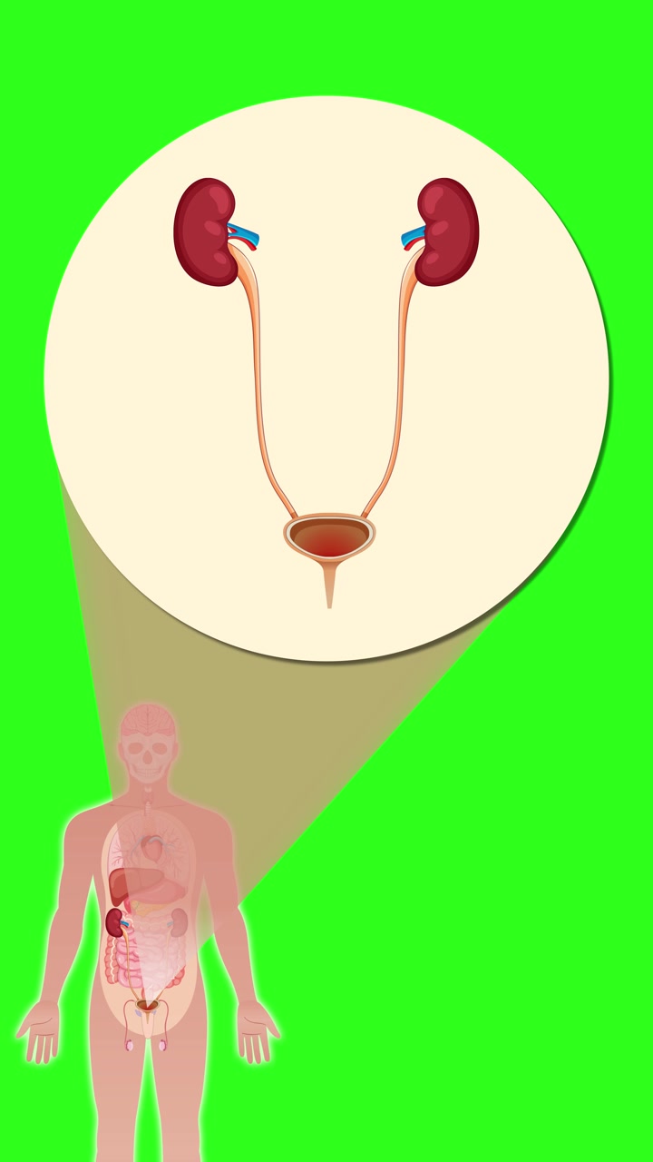 A medical animation transitions from a full human silhouette to a detailed anatomical view, zooming in on the urinary system with kidneys, ureters, and bladder