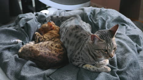 two cats from different breeds getting along and falling asleep together on a big cat bed