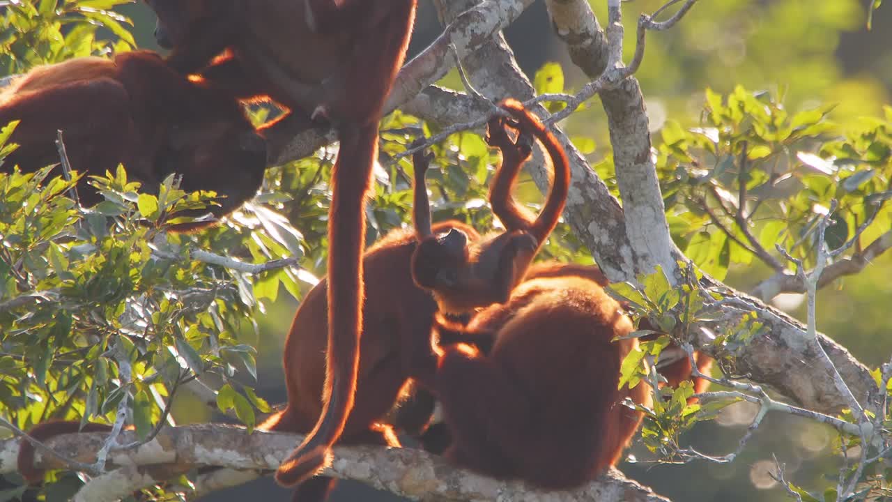 Baby Red Howler Monkey Playing in Canopy Branches with Mother’s Tail Next to Family During Golden Hour in the amazon rainforest