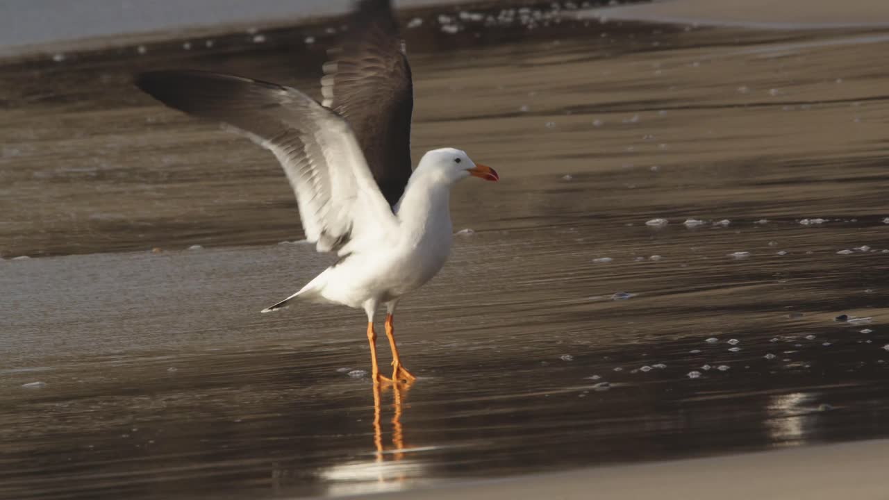 la asombrosa gaviota de belcher vuela y aterriza en bancos arenosos y alas batientes, como si flotara en el aire