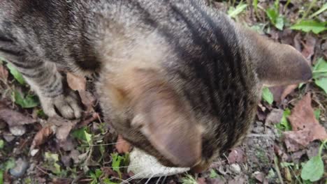 domestic gray cat being pet by human hand