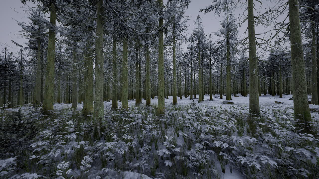 Winter forest landscape with snow covered ground and tall trees