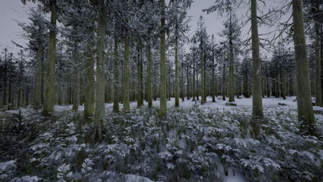 winter forest landscape with snow covered ground and tall trees