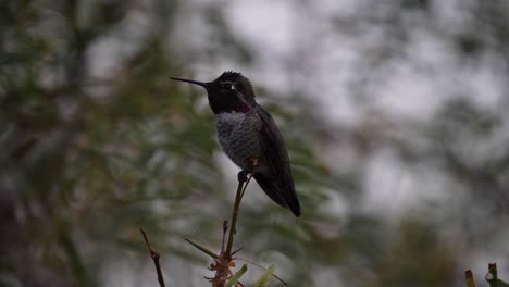 Hummingbird-close-up-as-the-bird-flies-away-in-Arizona