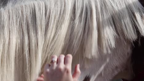 brushing a beautiful paint mare