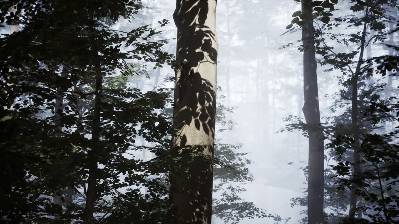 안개 숲의 장면