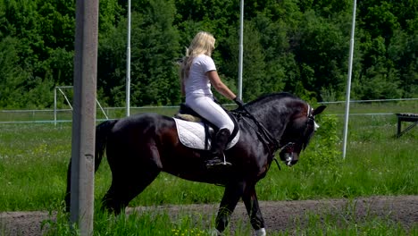 una hermosa chica de cabello blanco y ropa blanca está montando un semental marrón negro. la chica hace que el caballo realice varios movimientos hermosos. el cabello de la chica se desarrolla en el viento. un día soleado de verano en un campo verde.