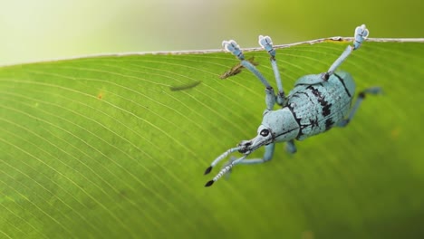 Exotic-turquoise-true-weevil-on-leaf-swaying-in-wind,-nature-macro